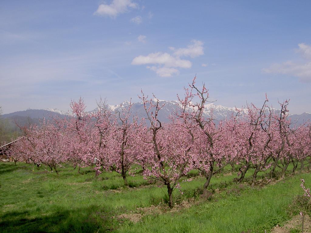 Agriturismo Il Frutto Permesso Bibiana Ngoại thất bức ảnh
